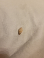 Ilyanassa trivittata