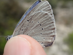 Iolana debilitata