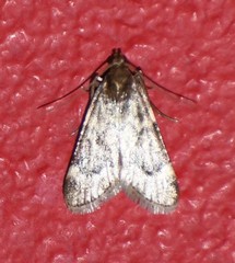 Aglossa baba