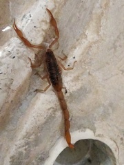 Centruroides ornatus