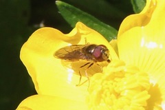 Platycheirus trichopus
