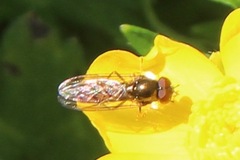 Platycheirus trichopus