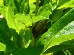 Polistes aurifer