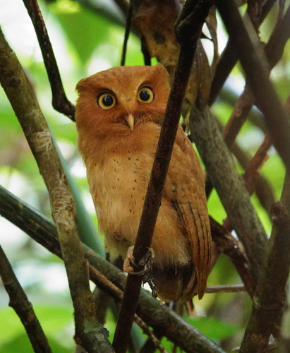 Serendipdwergooruil (Otus thilohoffmanni)