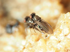 Aulacigaster neoleucopeza