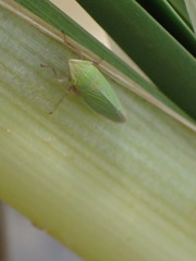 Draeculacephala minerva