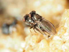 Aulacigaster neoleucopeza