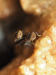 Aulacigaster neoleucopeza