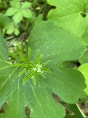 Galium aparine