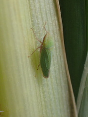 Draeculacephala minerva