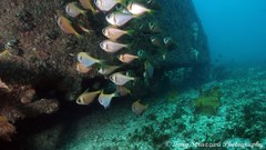 Pempheris compressa