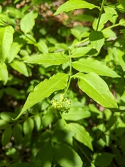 Buckleya distichophylla