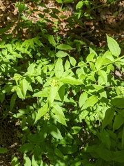 Buckleya distichophylla