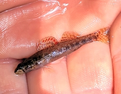 Etheostoma edwini