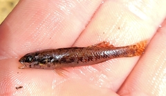 Etheostoma edwini
