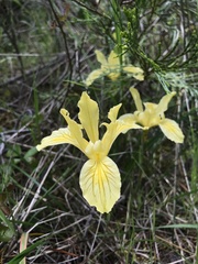 Iris innominata