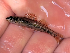 Etheostoma edwini