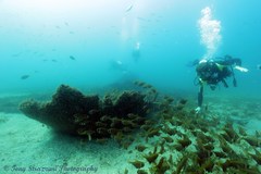 Pempheris compressa