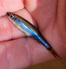 Pteronotropis hypselopterus