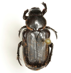 Psilocnemis leucosticta