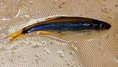 Pteronotropis hypselopterus