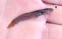 Noturus leptacanthus