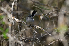 Polioptila lembeyei