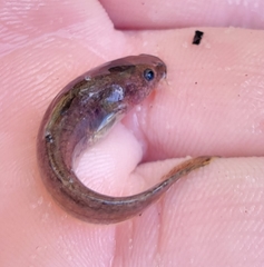 Noturus leptacanthus