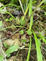 Asarum canadense