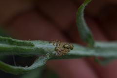 Chaetorellia succinea