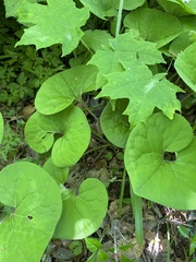 Asarum canadense