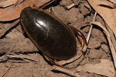 Cybister tripunctatus