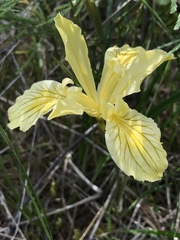 Iris innominata