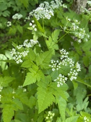 Angiospermae