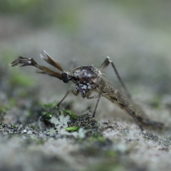 Aedes grossbecki