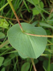 Bupleurum rotundifolium