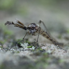 Aedes grossbecki