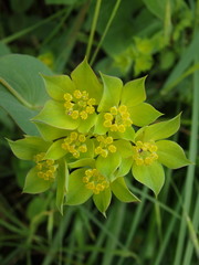 Bupleurum rotundifolium