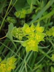 Bupleurum rotundifolium