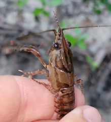 Procambarus spiculifer