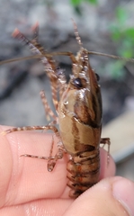 Procambarus spiculifer