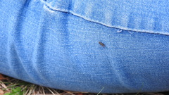 Diptera
