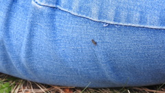 Diptera