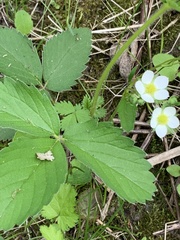 Fragaria vesca