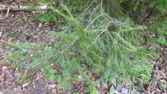 Picea abies