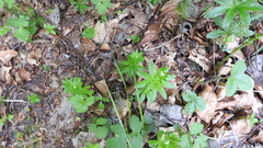 Galium odoratum