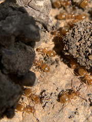 Lasius aphidicola