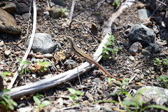 Leiocephalus raviceps