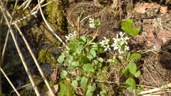 Cochlearia polonica