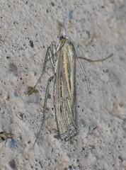 Eufernaldia cadarellus